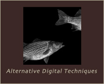 Alternative Digital Photo Techniques Workshop